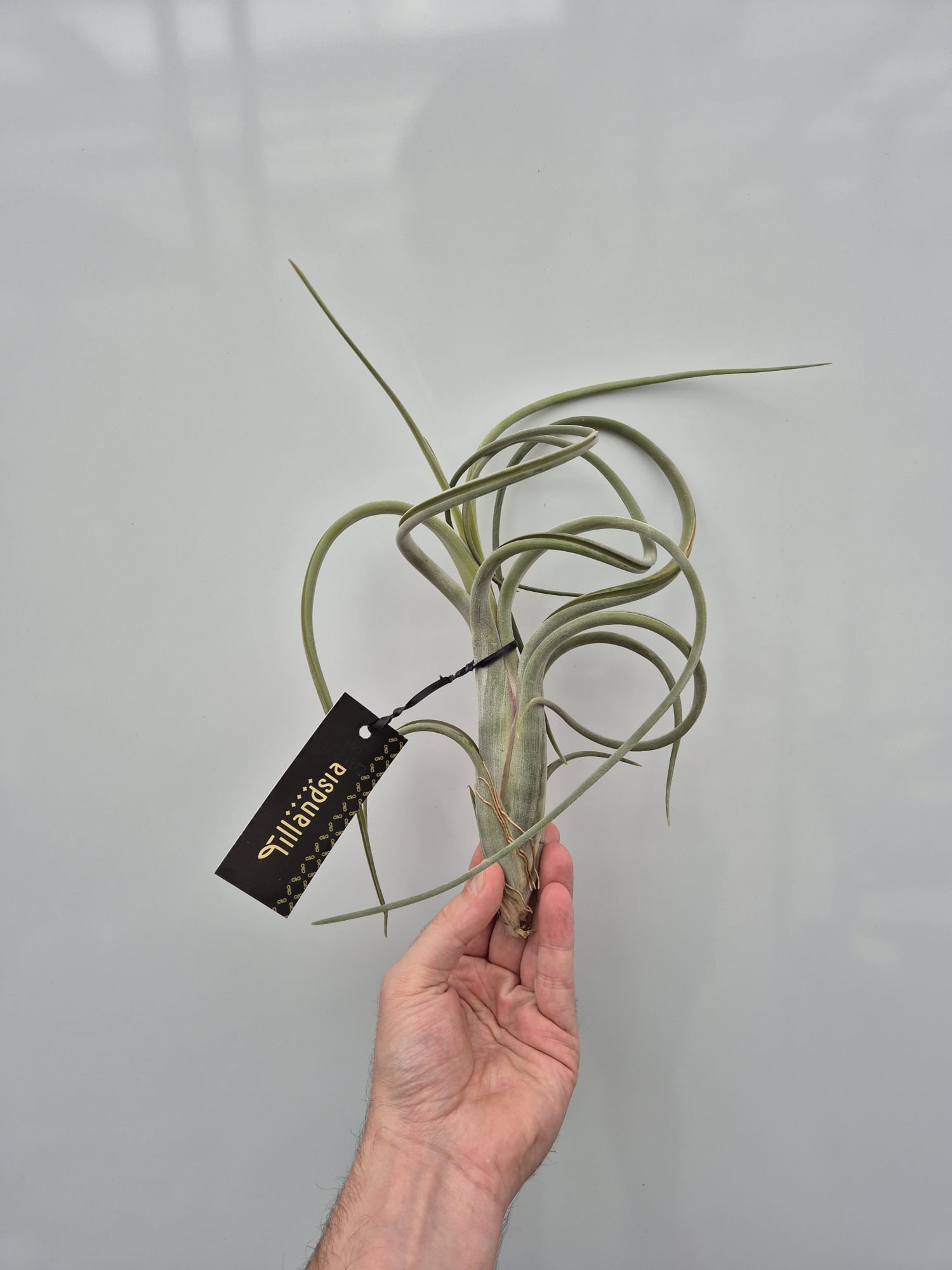 Picture of Tillandsia Intermedia XL plus Label P20 25CM