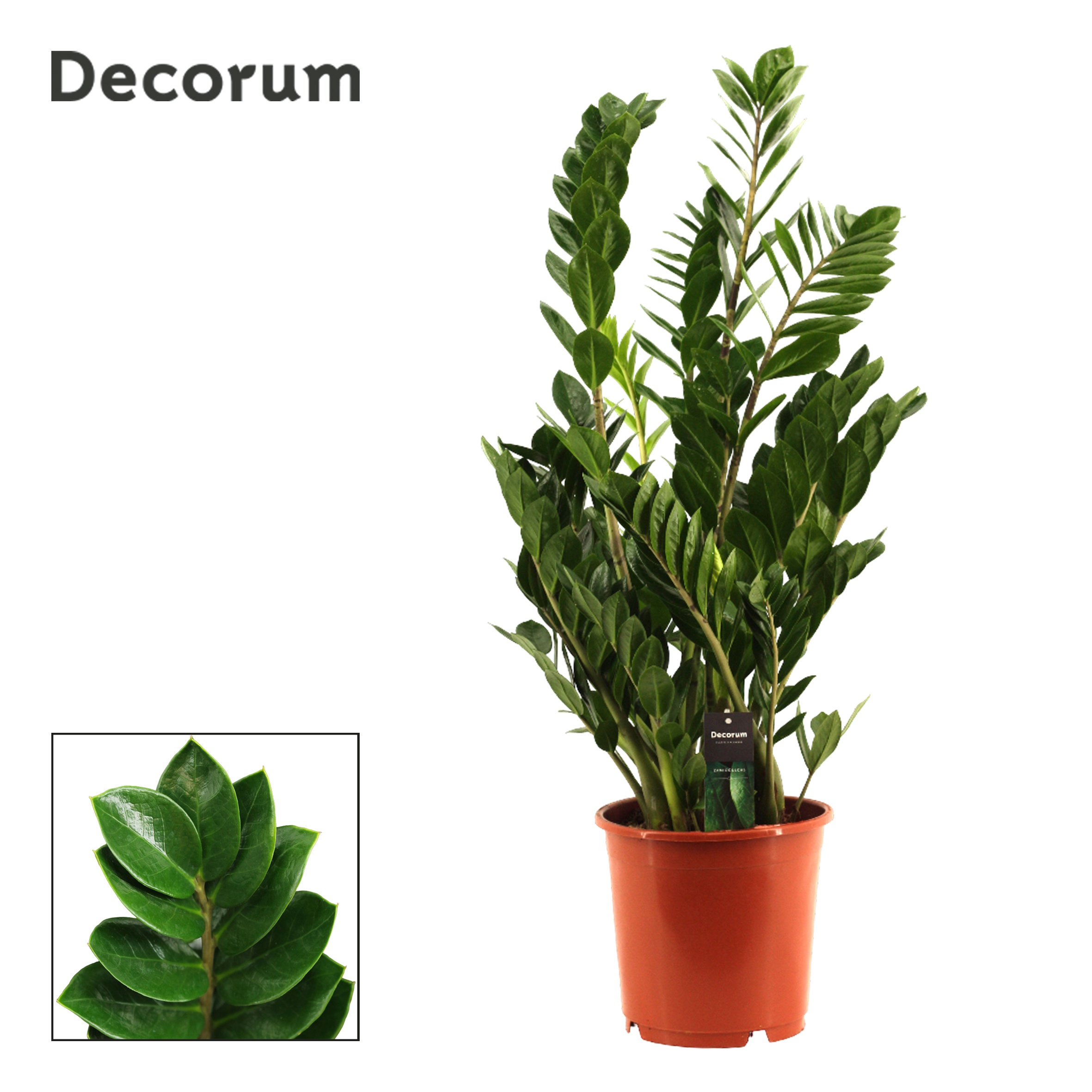 Zamioculcas , 8+ veren (Decorum)