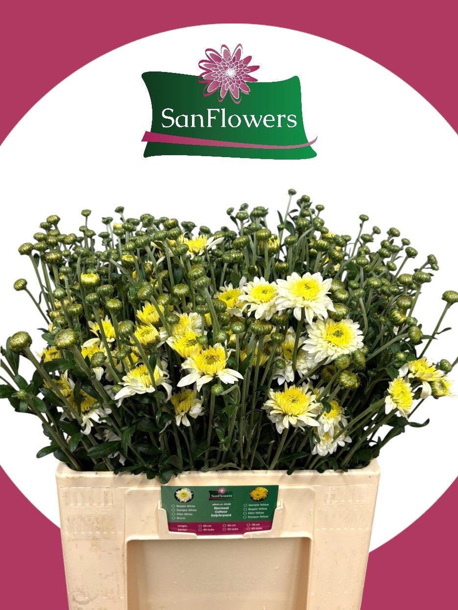 Chrysant Tbu Beppie White 60cm 80gram