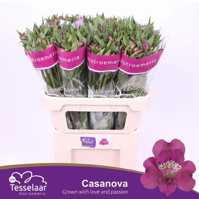 Alstr Casanova 70cm 55gram