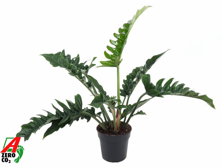 peace lily lighting Peace Lily Plant main image 1