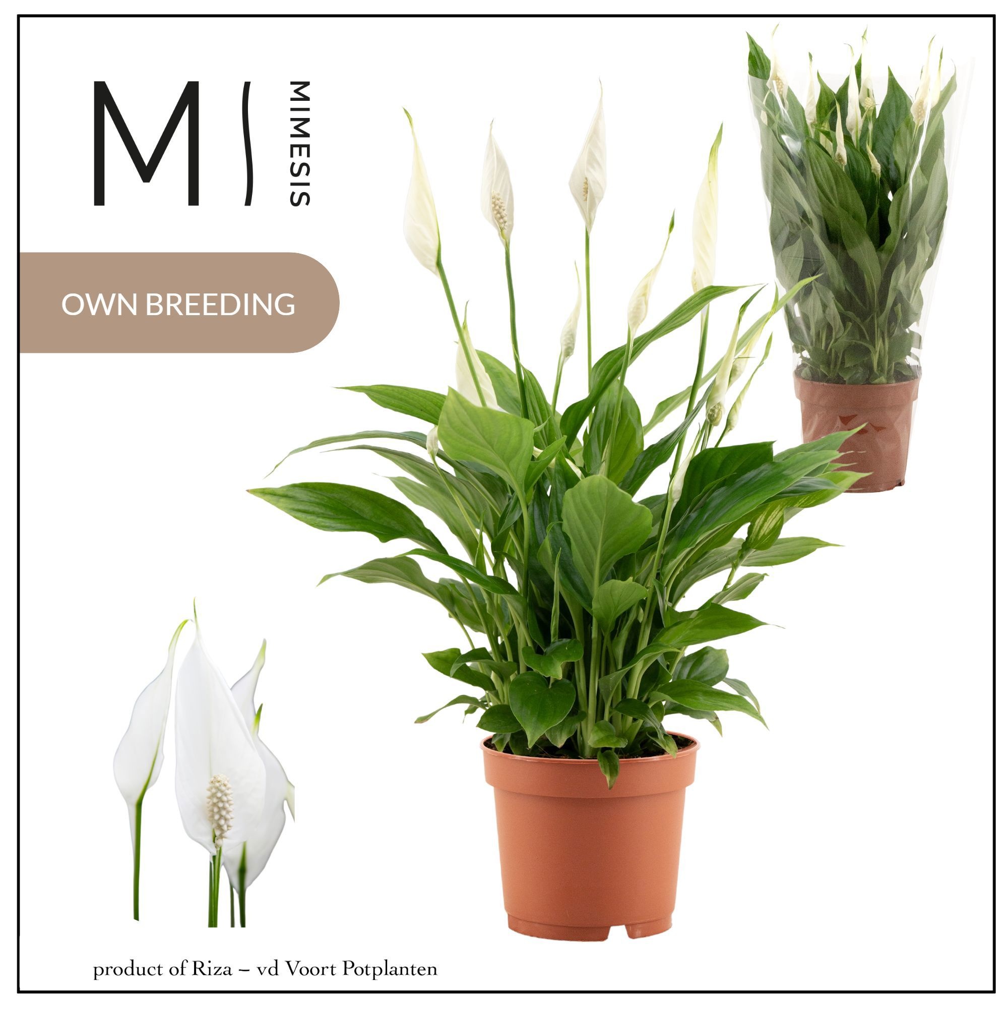 Spathiphyllum Bellini - | blanco