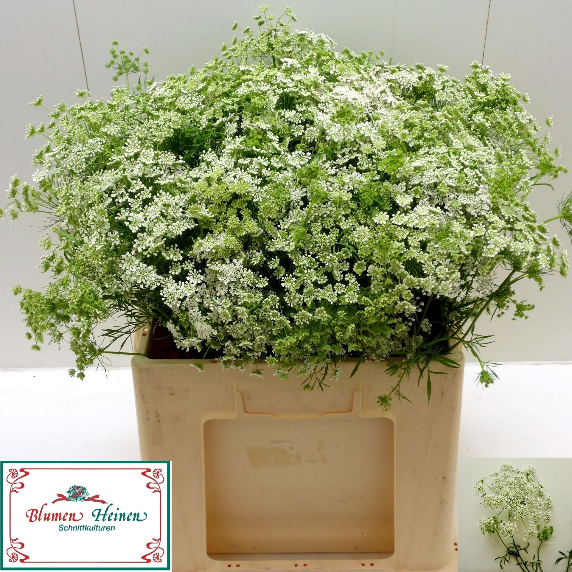 Ammi Majus 55L.cm