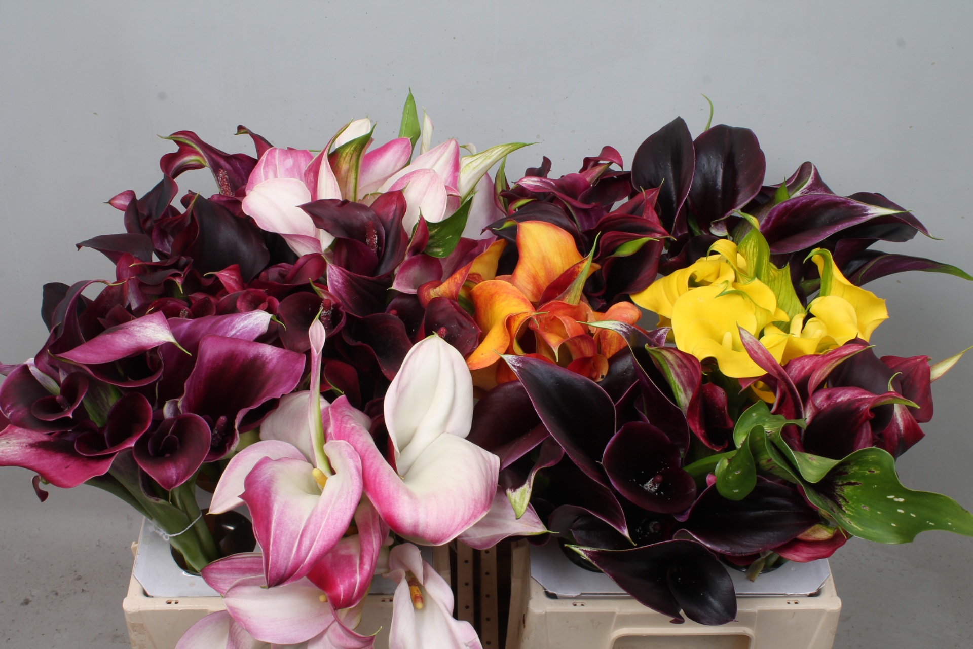Calla Assorted 40cm