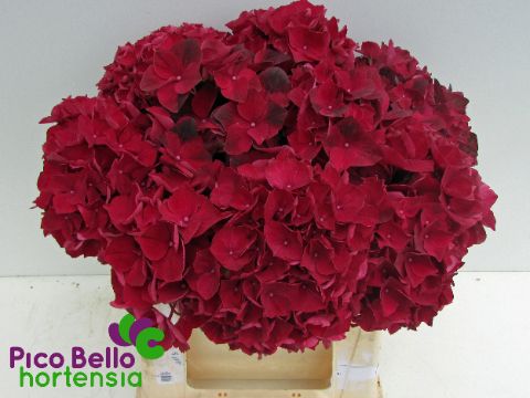 Hydrangea Ruby Red 40cm 14Ø