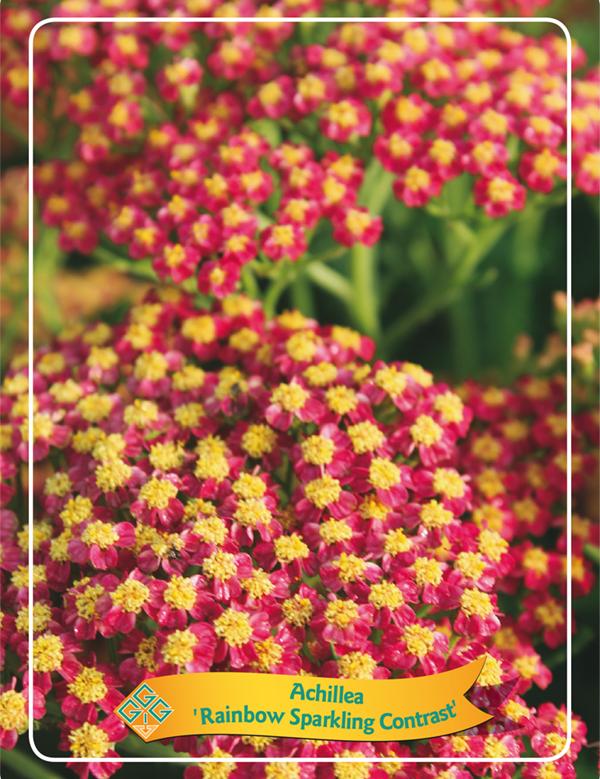 Picture of Achillea mix 6x10 srt. per shelve P11