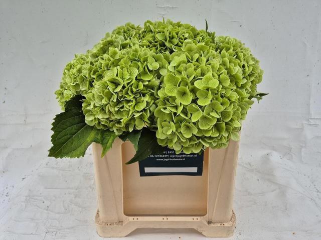 Hydrangea Blizzard Classic 50cm 17Ø