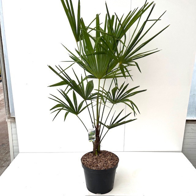 Picture of Trachycarpus fortunei C10 80/100