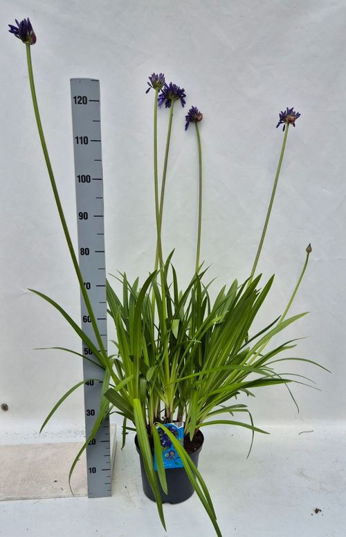 Agapanthus Septemberhemel (late bloei) p23 Weet