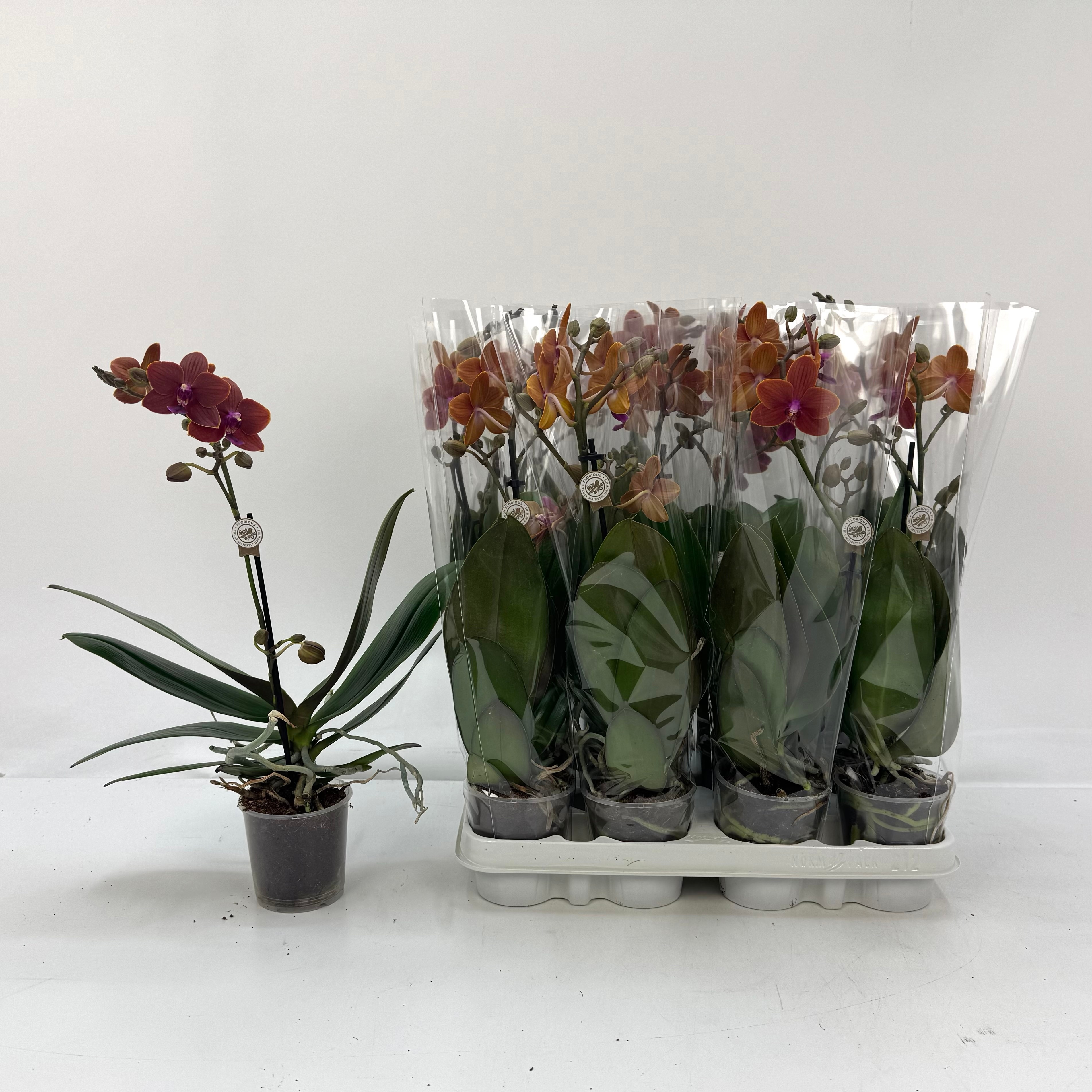 Phal Ov Oranje 9P 35H 1TAK 7bloem 12bloei