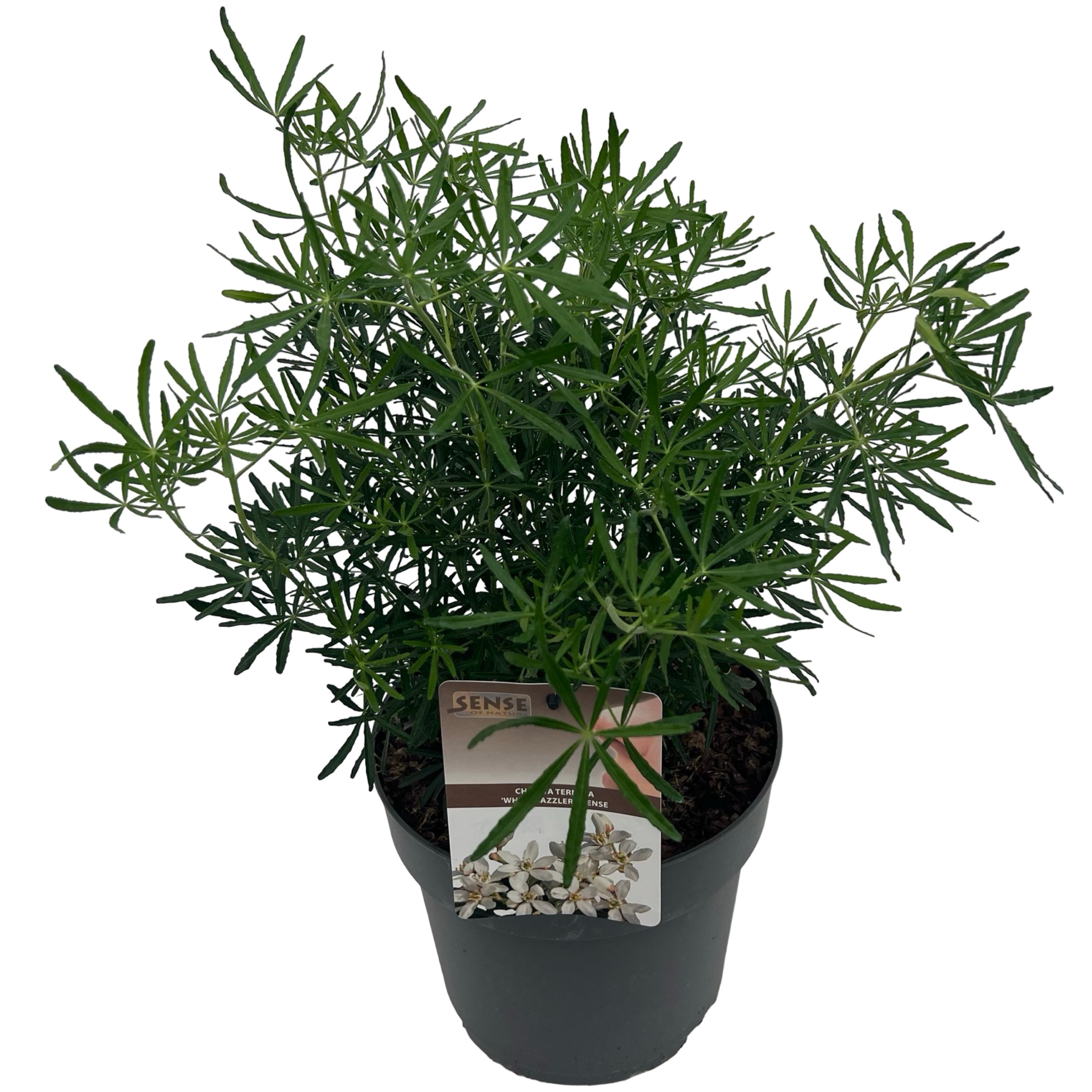 Choisya tern. 'White Dazzler' ® sense