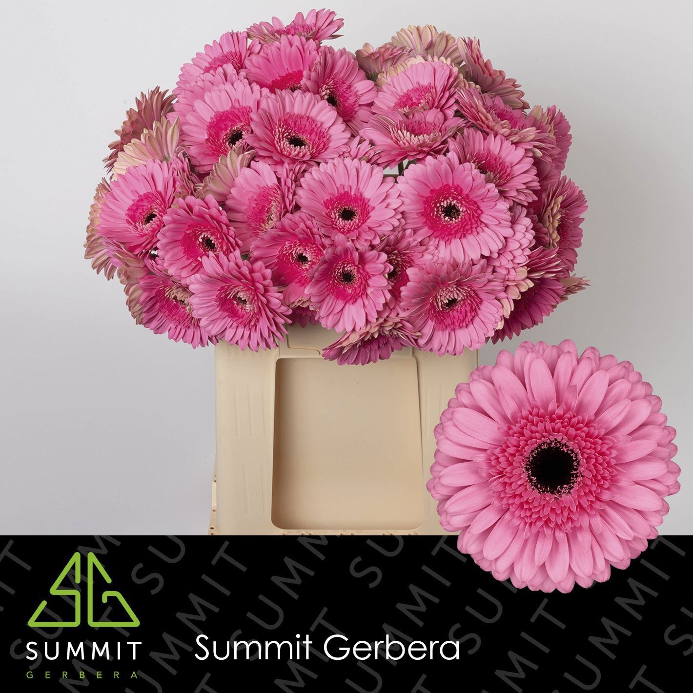 Gerbera Peppa 50cm 10Ø