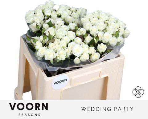 R Tr Wedding Party