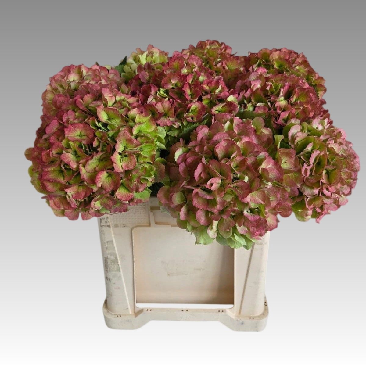 Hydrangea Verena Classic Pink 60cm 22Ø