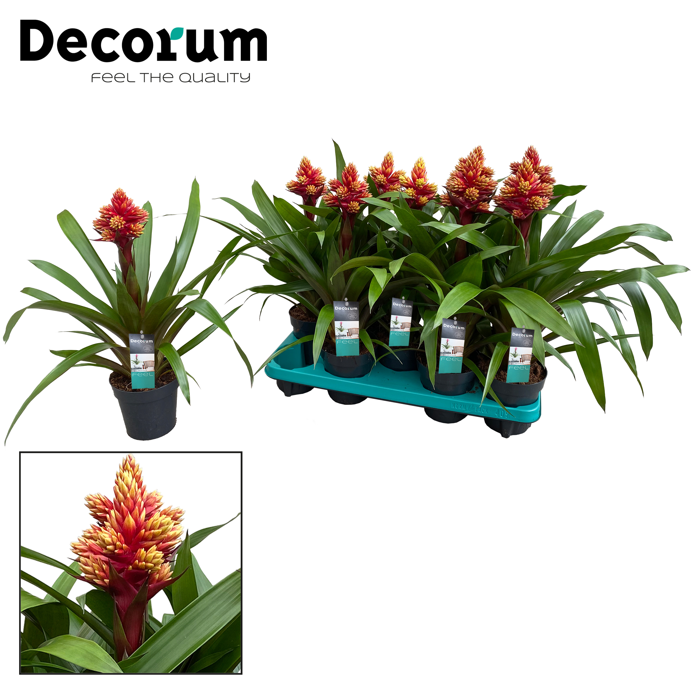 Bromelia Halloween Potcover BOO! Coprivaso carta o plastica, Overig  Bromelia, other Bromeliad, Bromelia indoor, Piante da interno fiorite, Piante  da interno, Assortimento completo