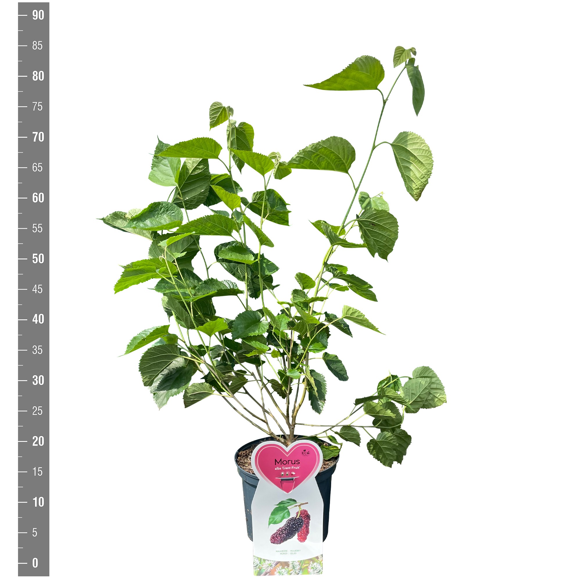 Morus a. 'Giant Fruit' 5 Liter