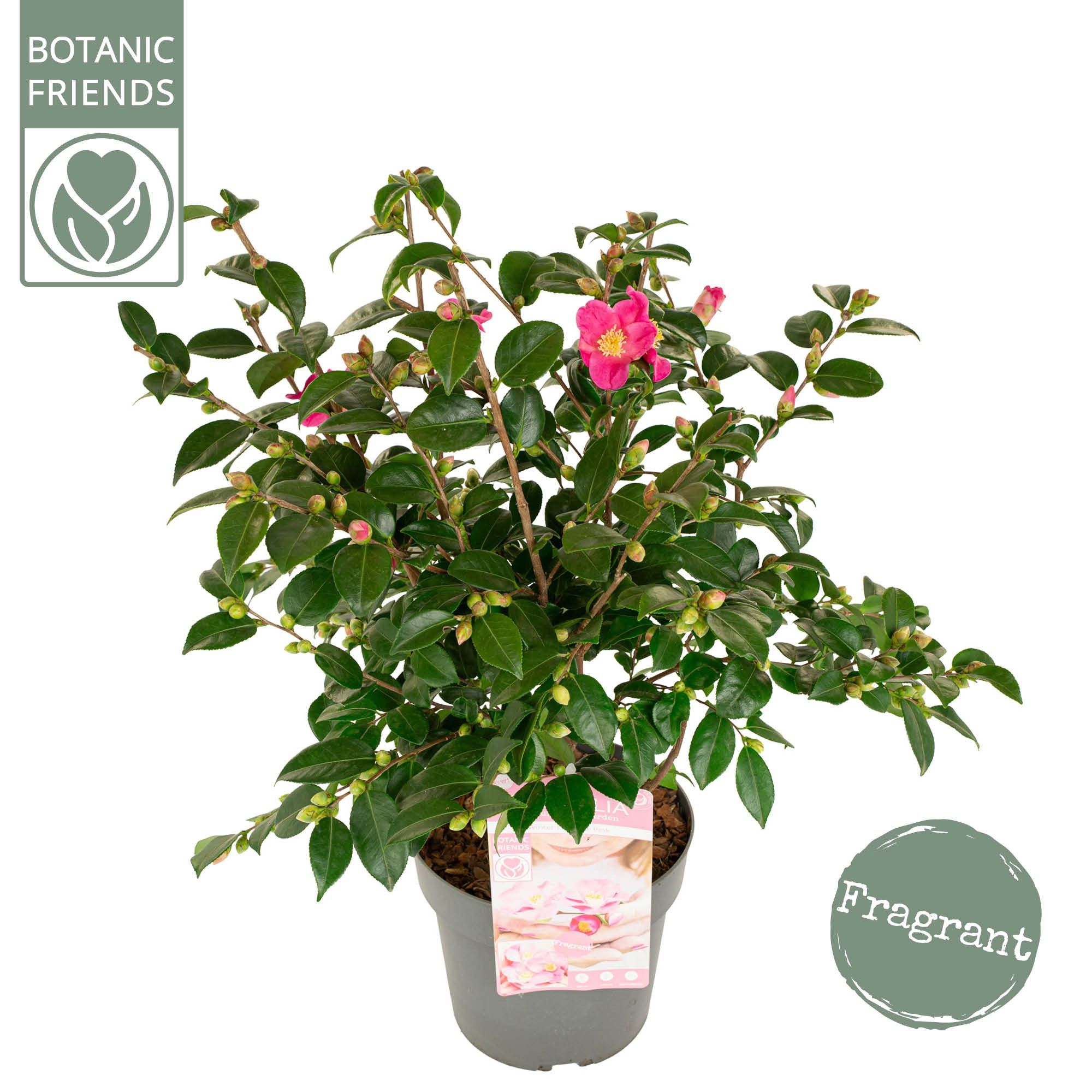 efeu spalier kaufen Efeu 90 cm im Topf Hibernica main image 0