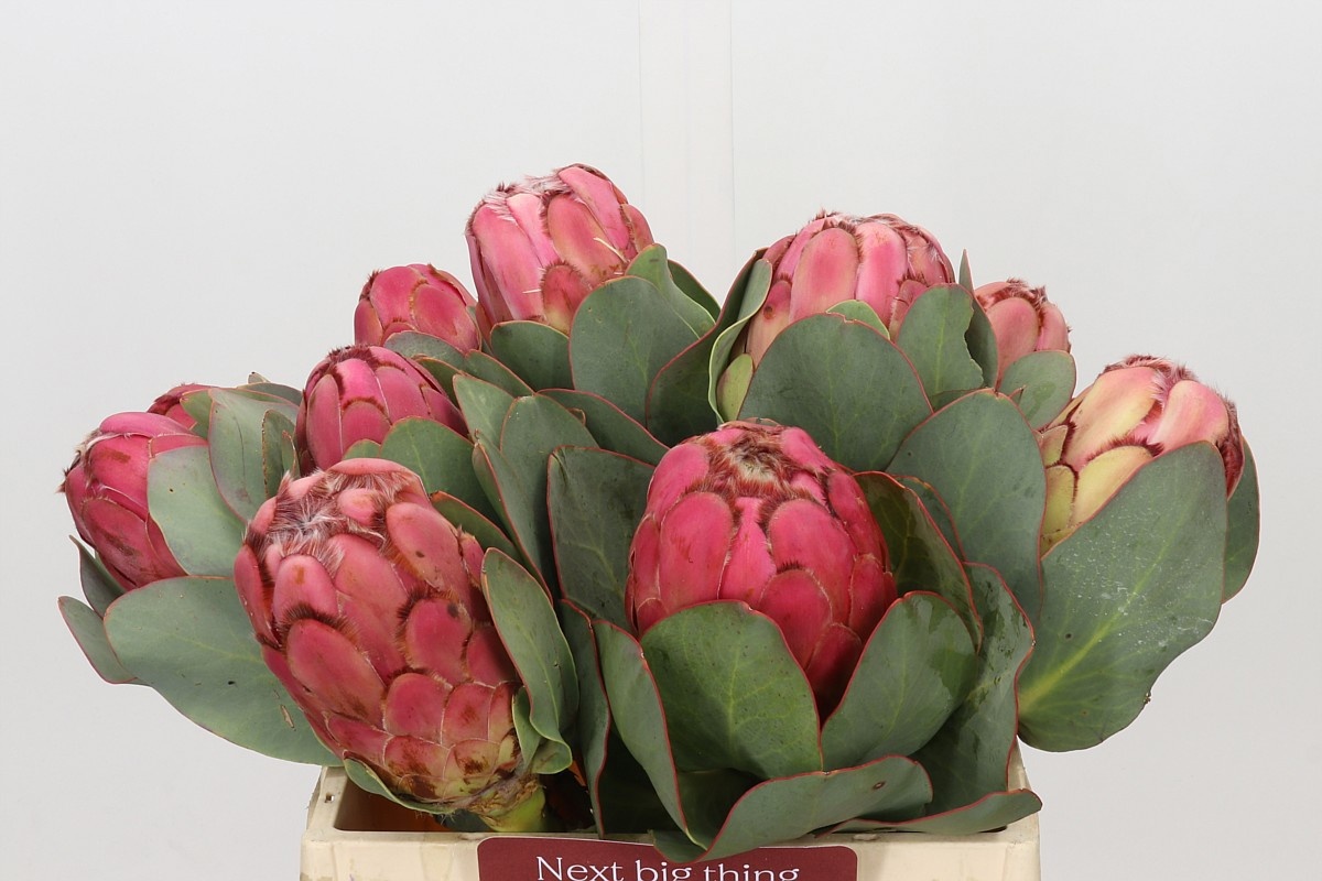 Protea Grandiceps 40cm