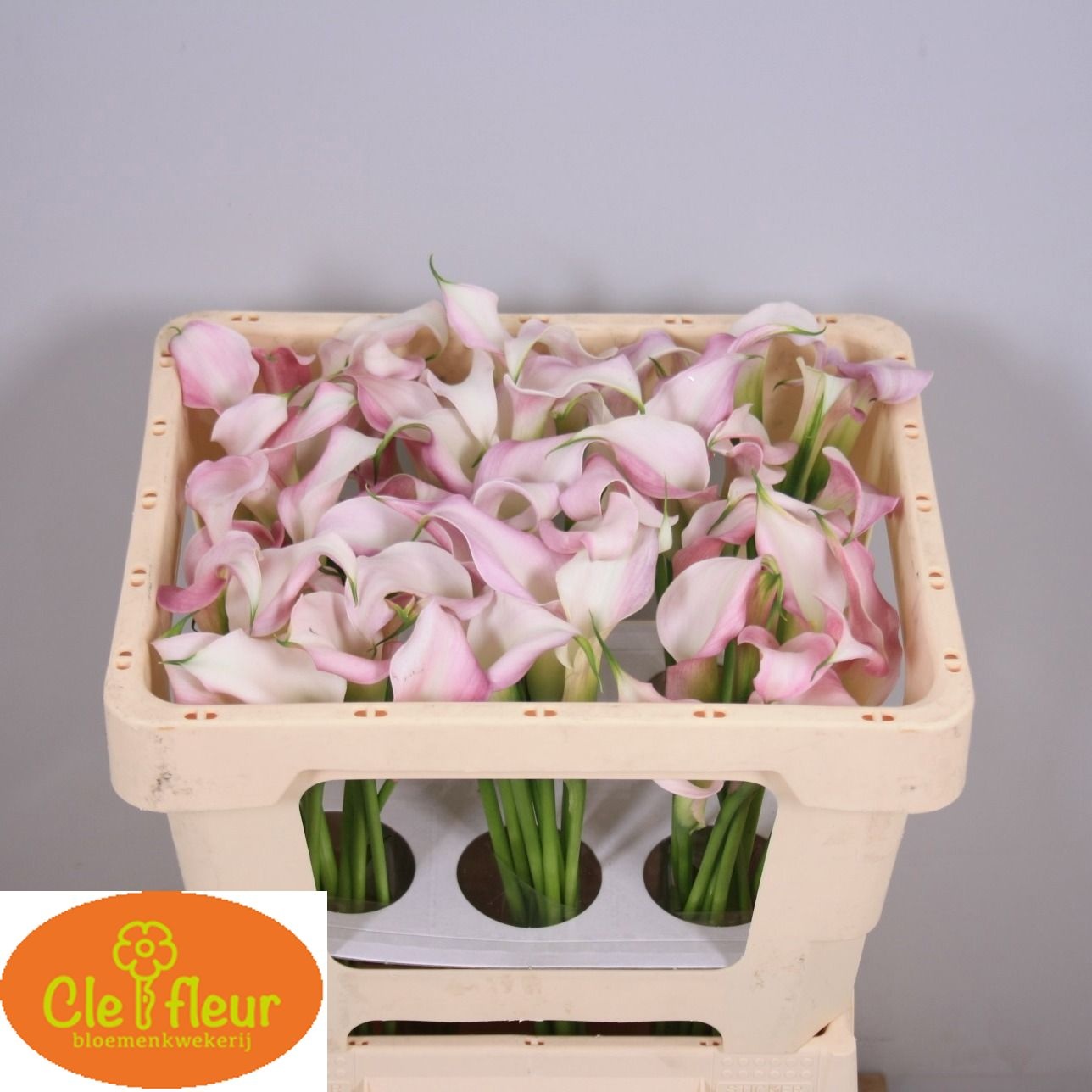 Calla Nashville 45cm