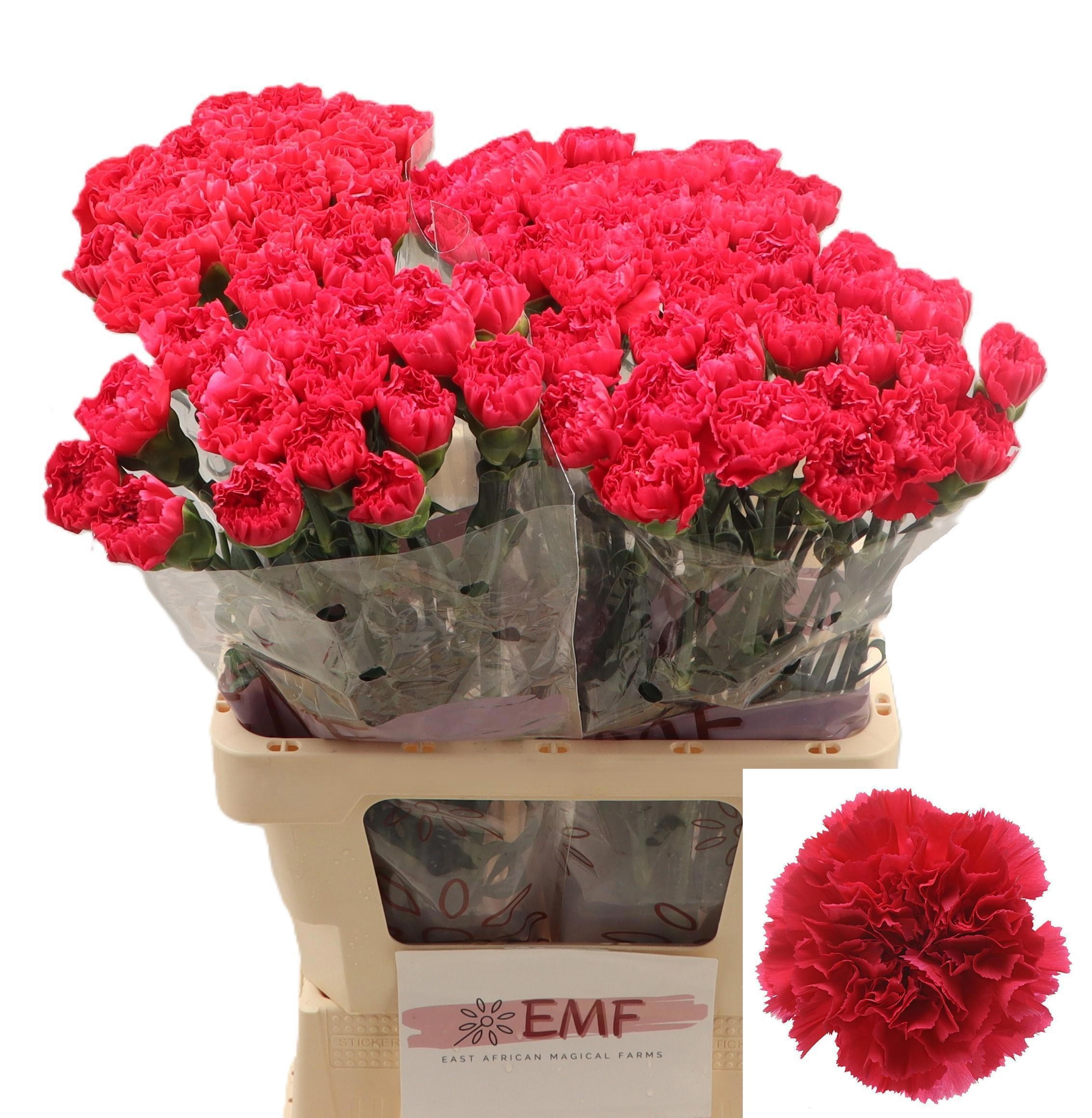 Dianthus St Bizet 60cm