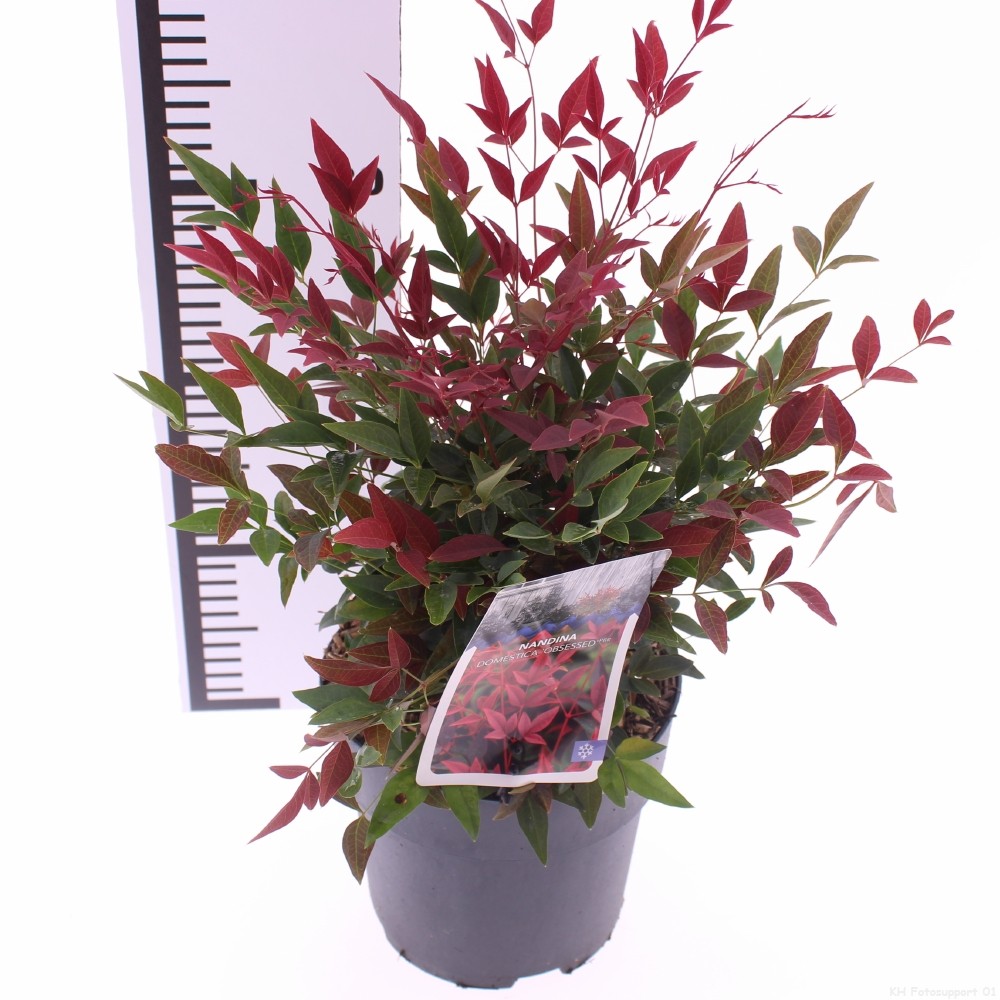 Picture of Nandina domestica 'Obsessed'