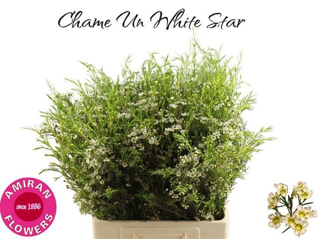 Chamelaucium White Star 70cm 30gram
