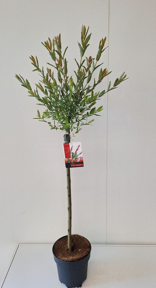 Salix Flamingo (Roze pot) p19 Bkoe