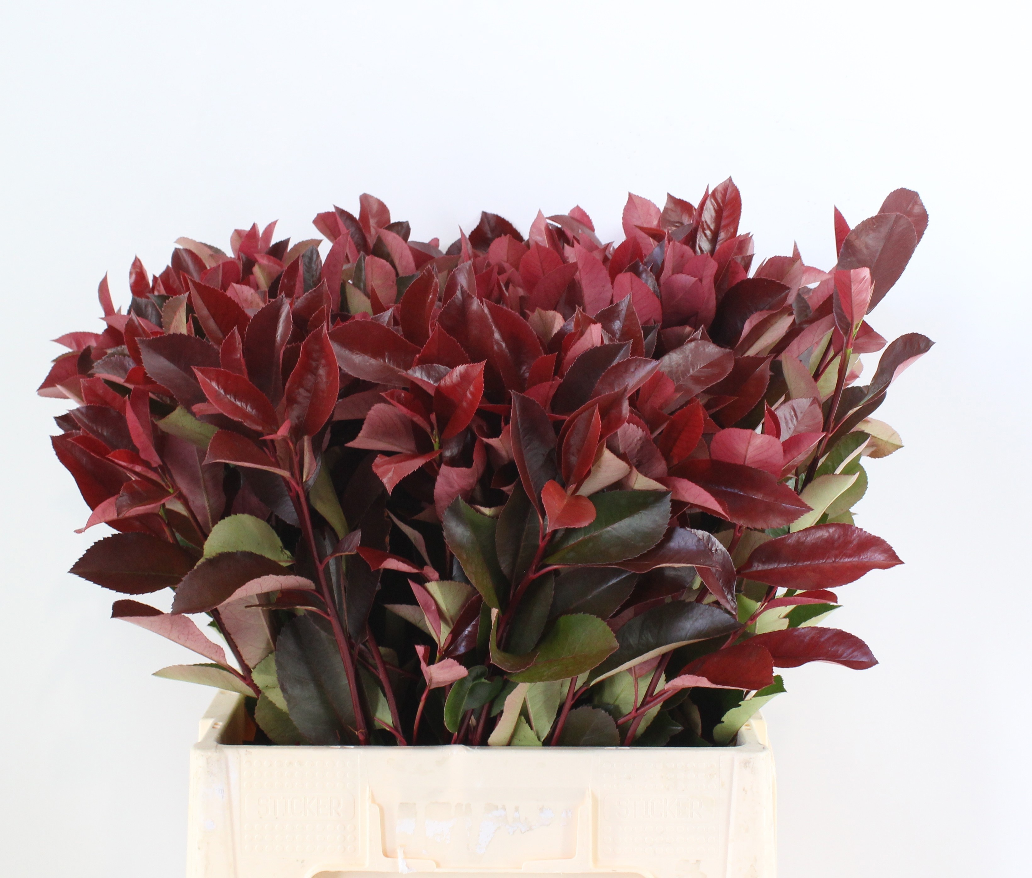 Photinia F Red Robin 60cm