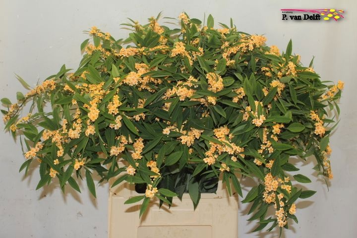 Euphorbia Spray Cognac Baron 80cm