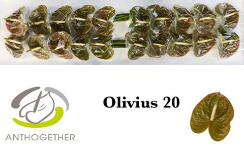 Anth A Olivius