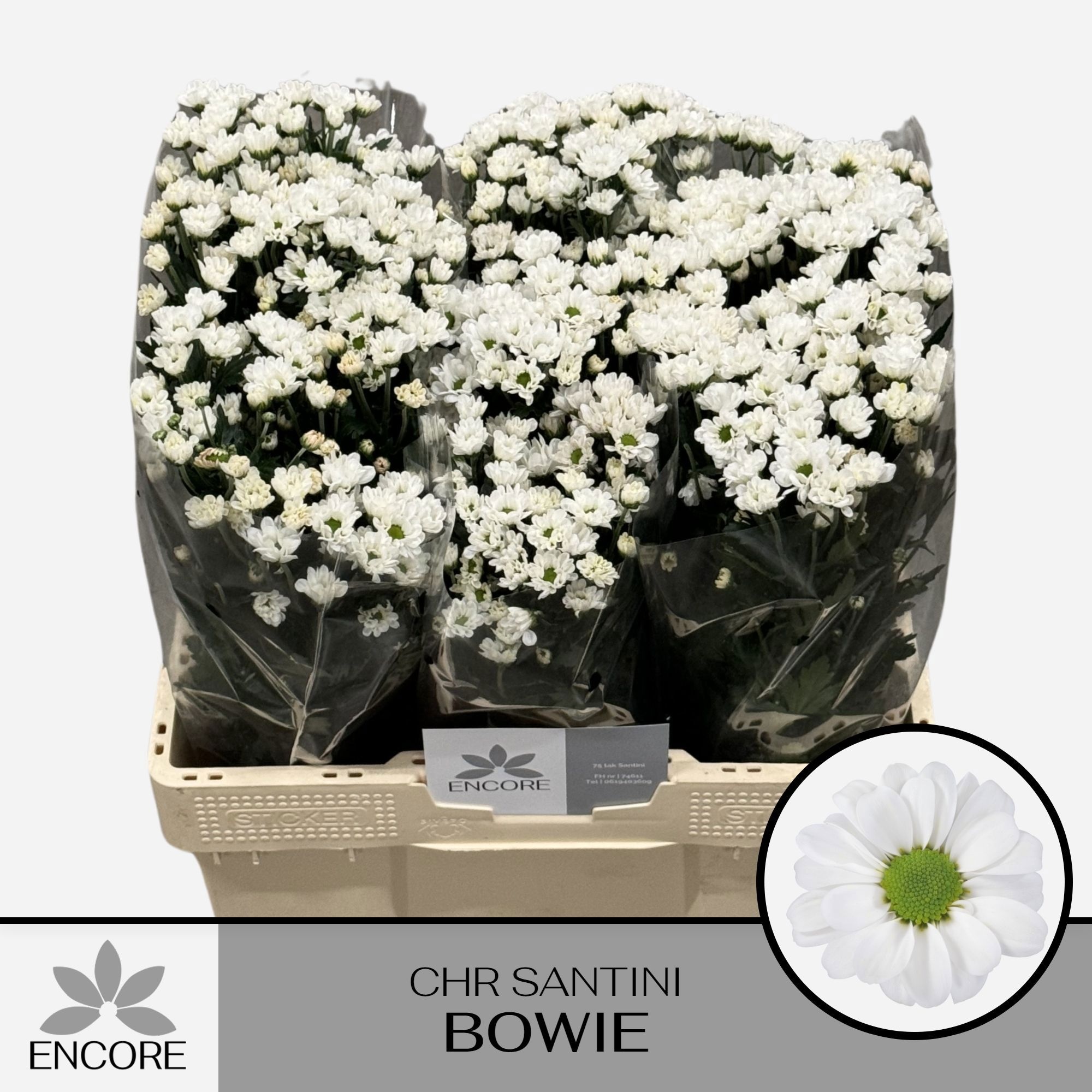 Chrysanthemum Santini Bowie