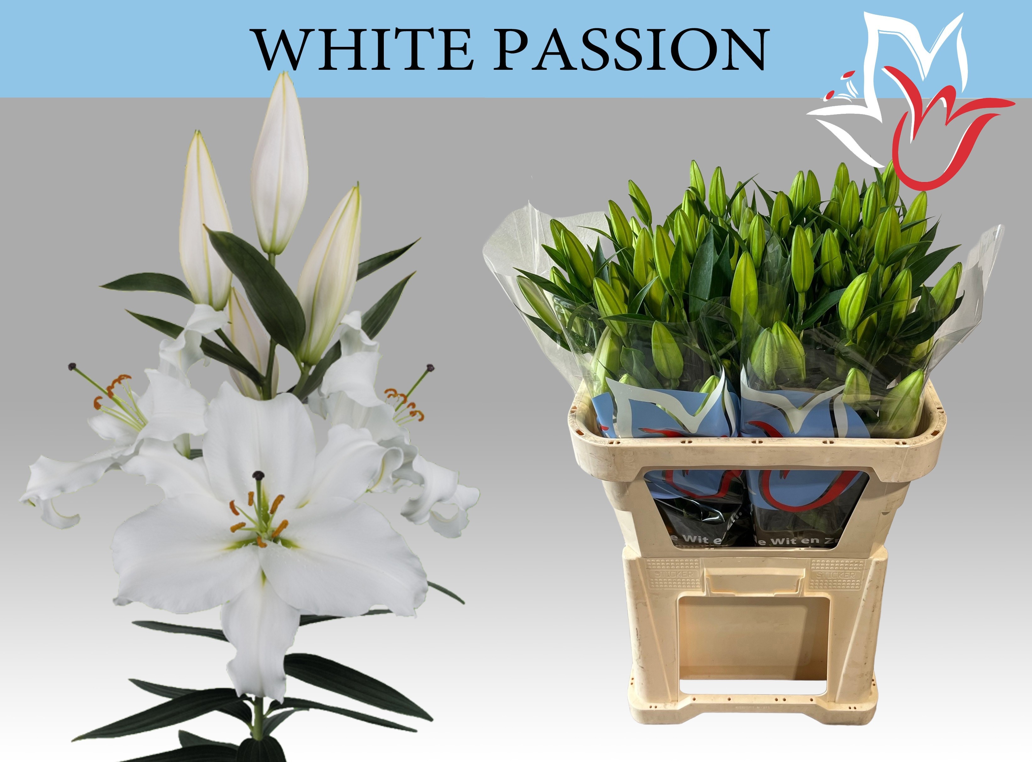 Lilium Or White Passion 80cm 4/6bl