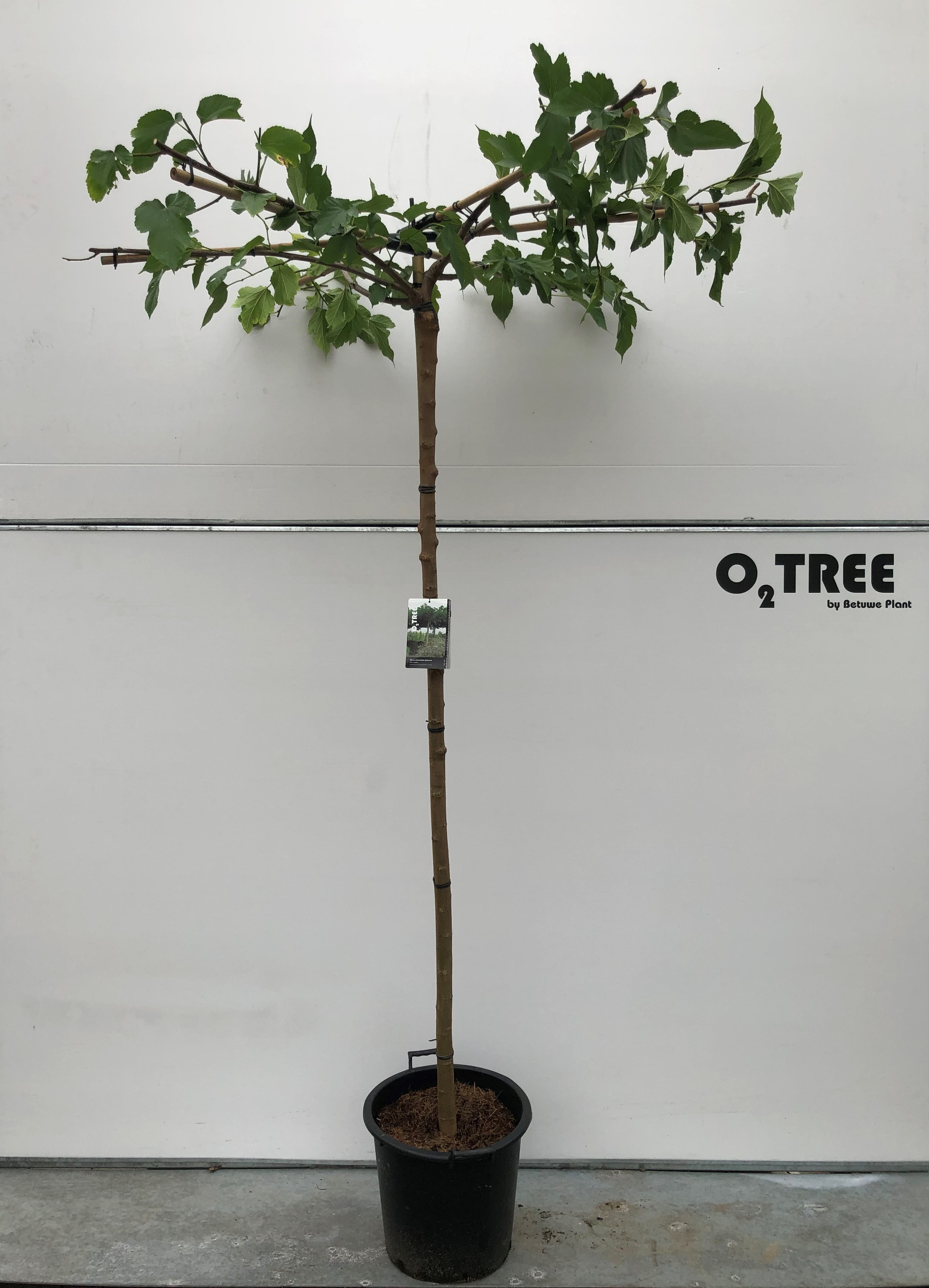 Morus a. 'Fruitless' DAK