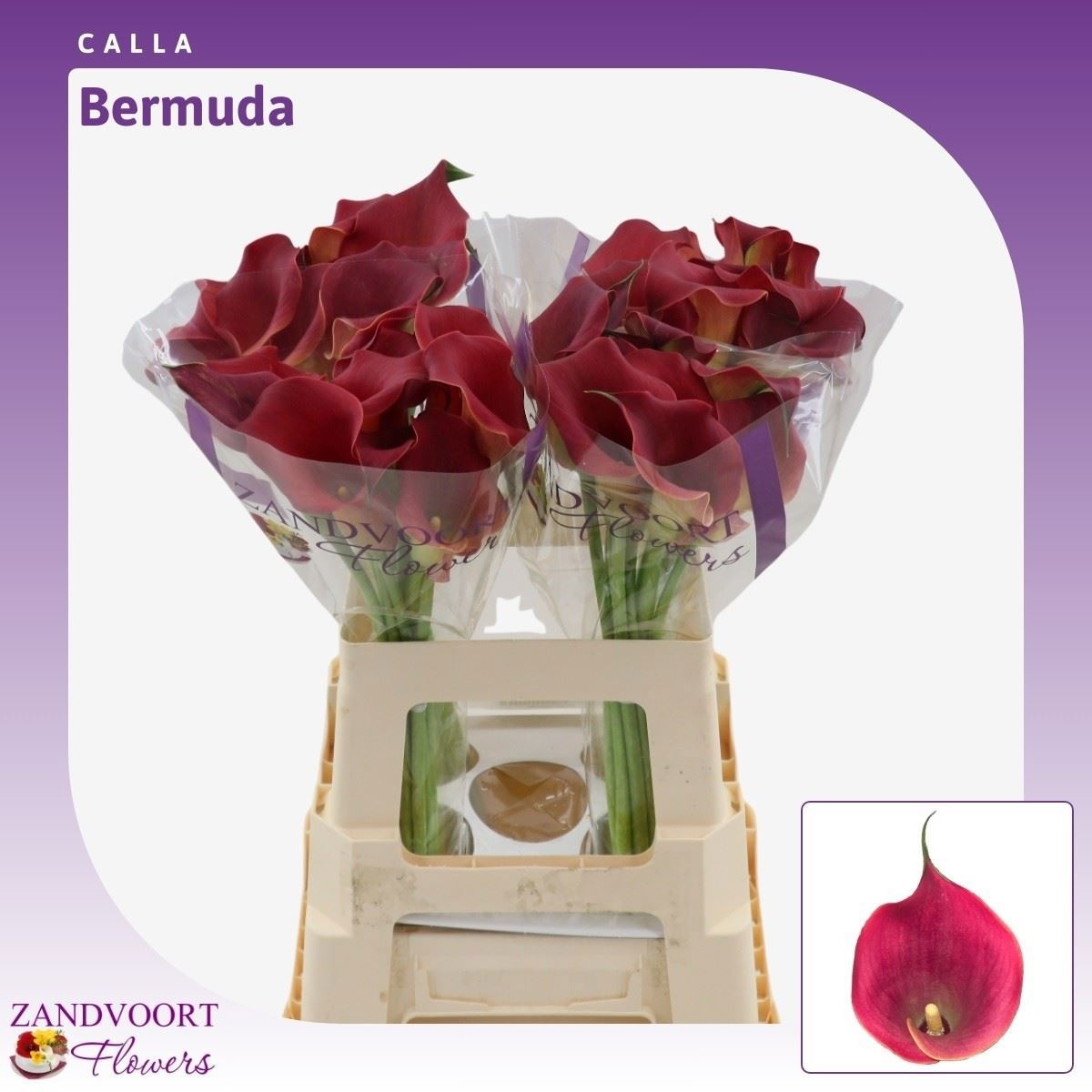 Zant Capt Bermuda 60cm