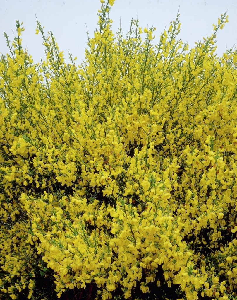 Picture of Cytisus scoparius 'Vanesse'