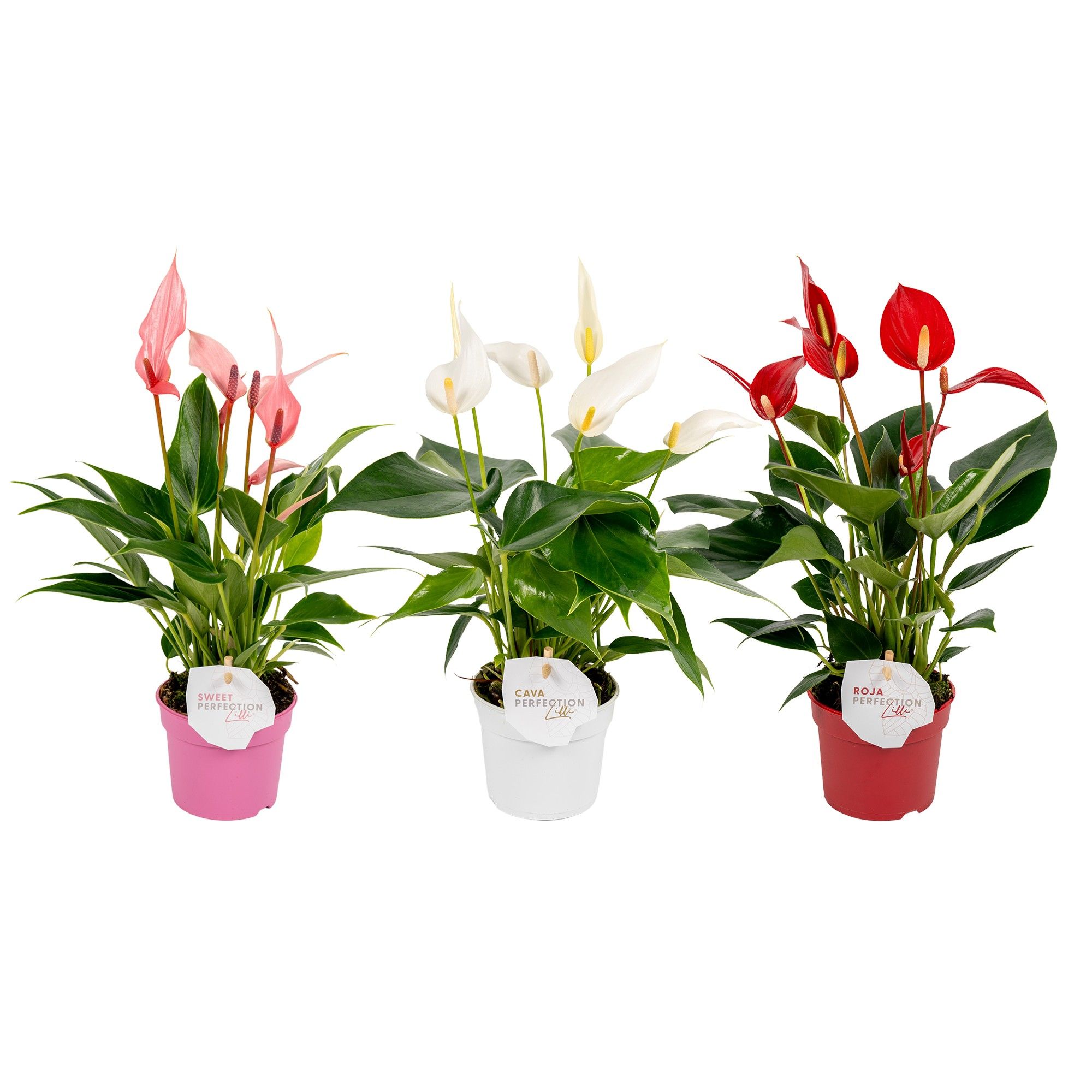large indoor palm plants 7-10 FT Kentia Palm