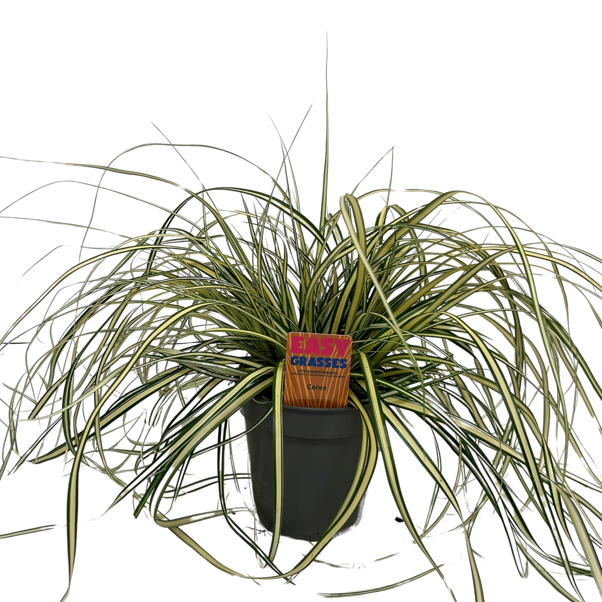 Picture of Carex oshimensis Evergold 13cm