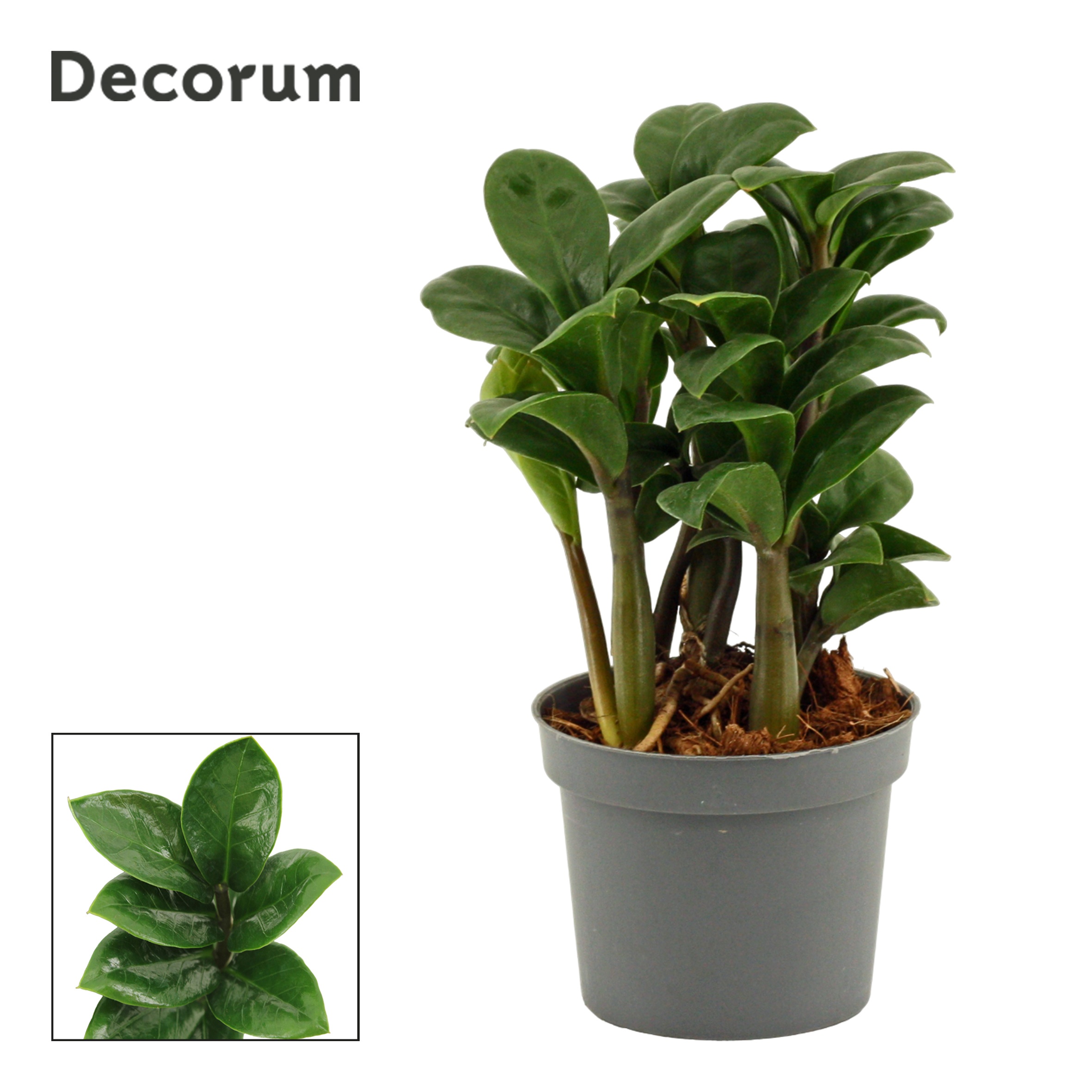 Zamioculcas Zenzi Decorum, 4+ veren