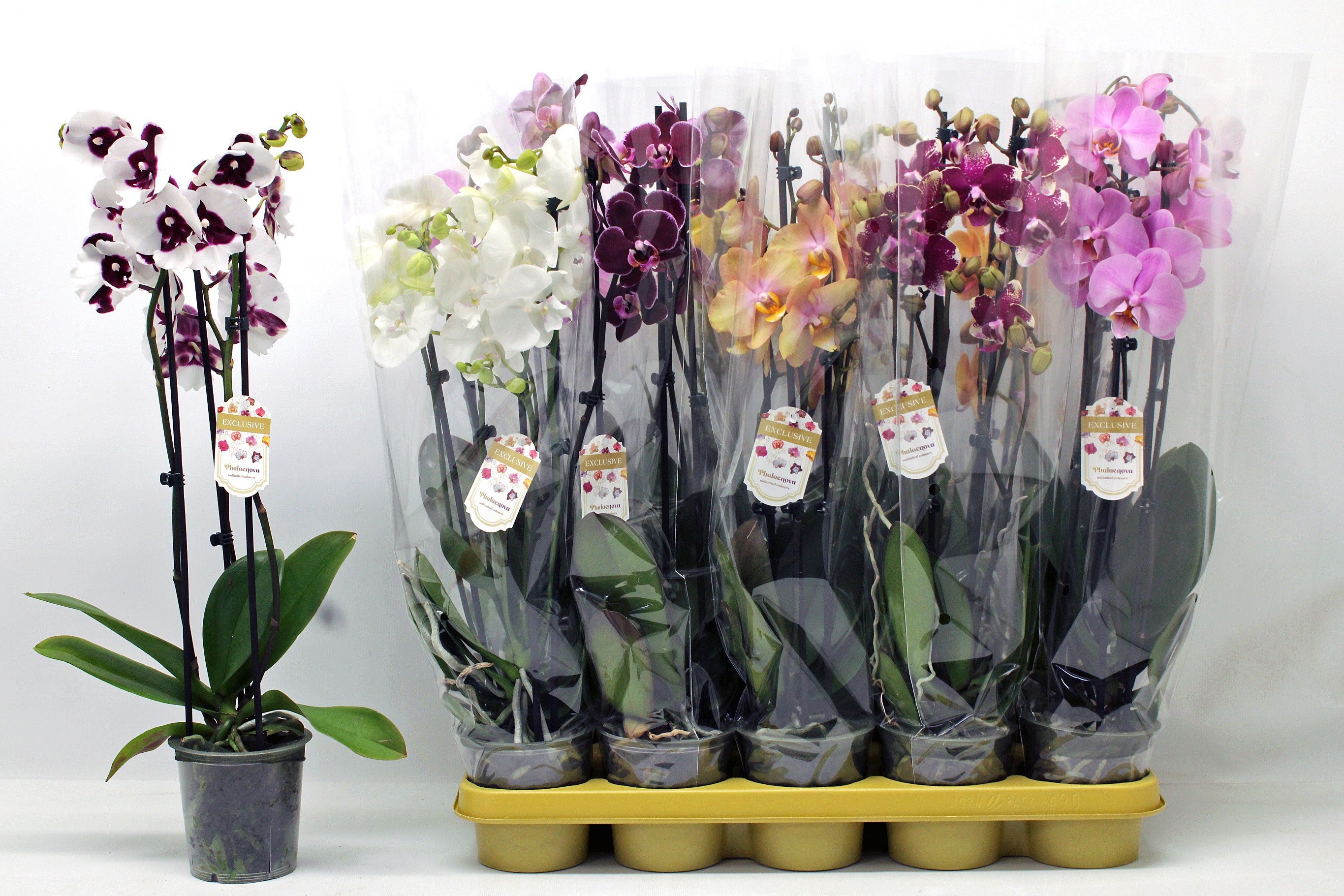 Phalaenopsis Asst 12Ø 60cm