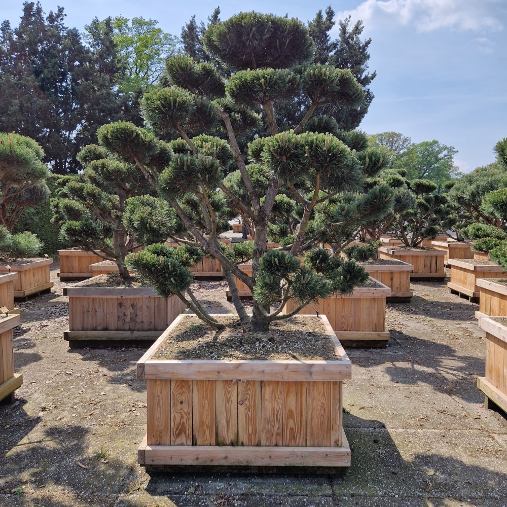 Picture of Pinus mugo Gnom 110 x 110 150/175