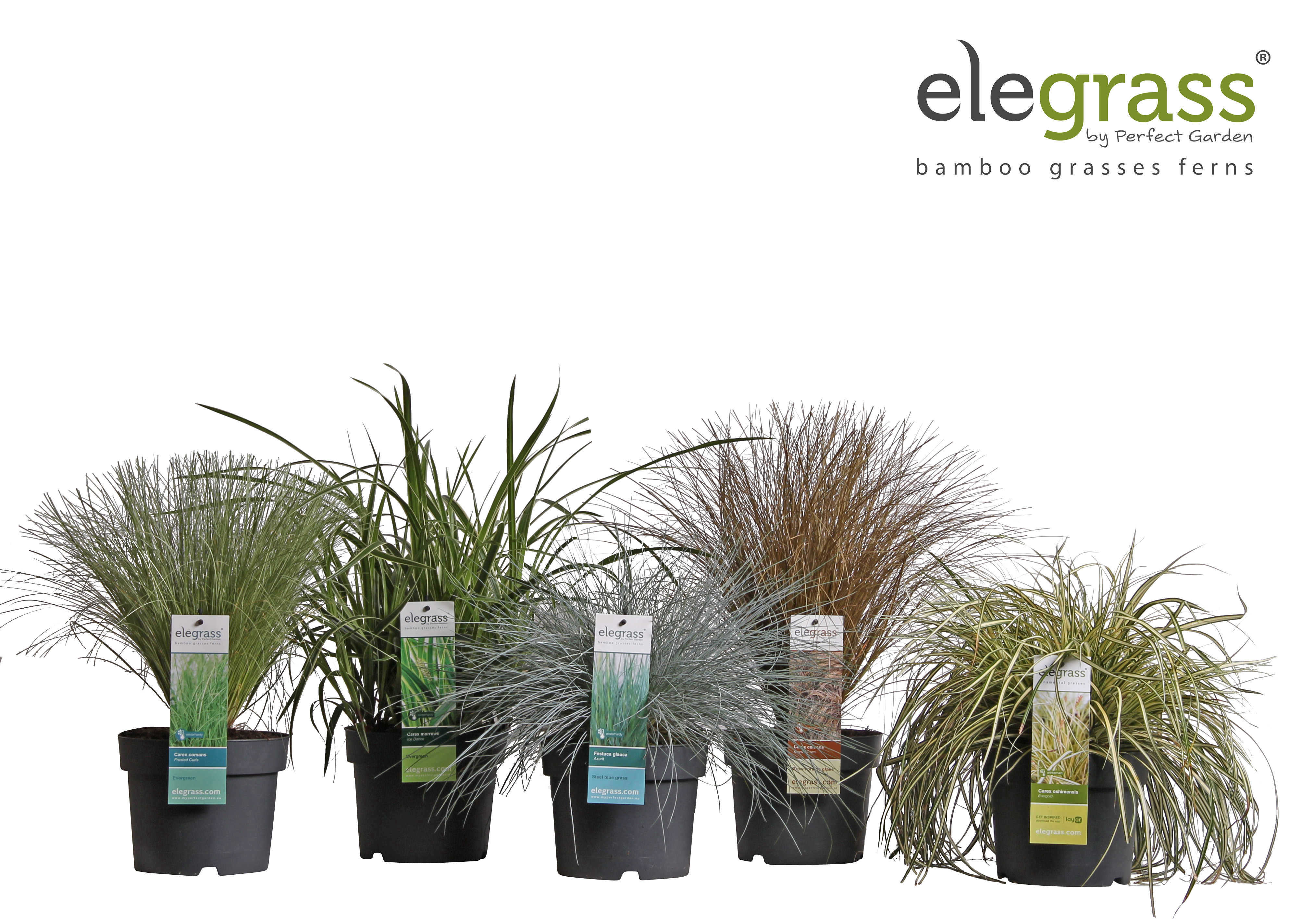 Picture of Grassen mix shelve loose P19 - Elegrass Hardy and Evergreen