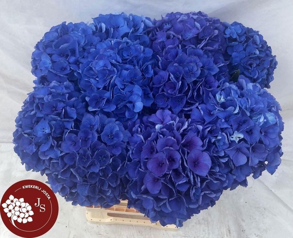 Hydrangea Royal Parade 60cm 14Ø