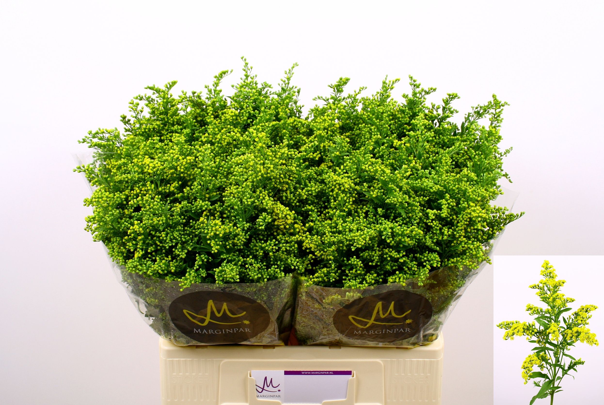 Solidago Carzan Glory 60cm 30gram