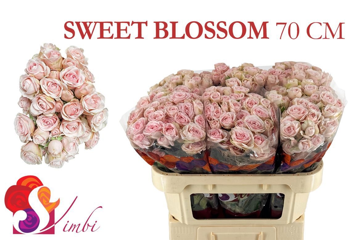 Rosa Spray Sweet Blossoms 70cm