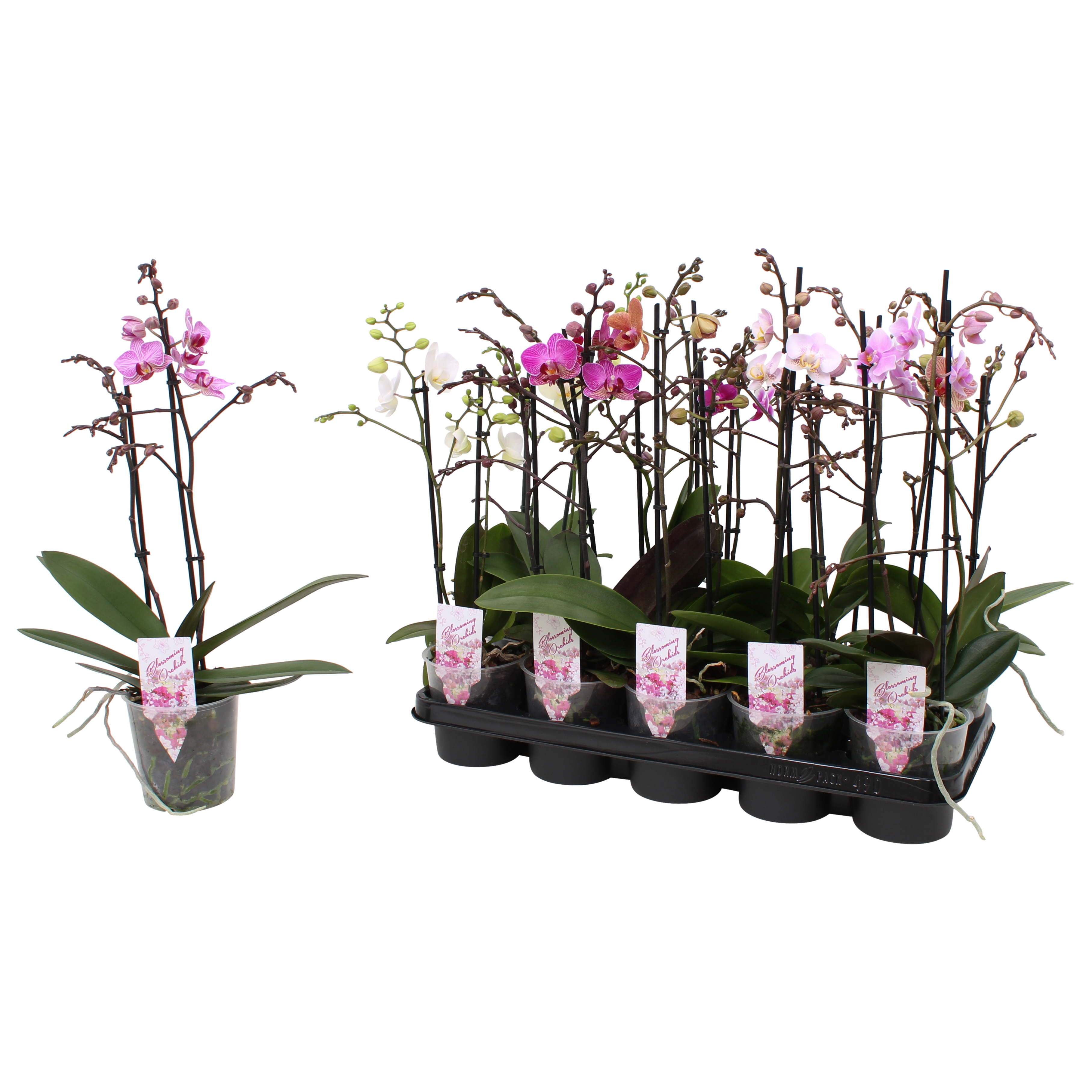 Picture of Phalaenopsis hybrid Multiflora in varieties P12 2 spikes 22+ flowers height  47 cm