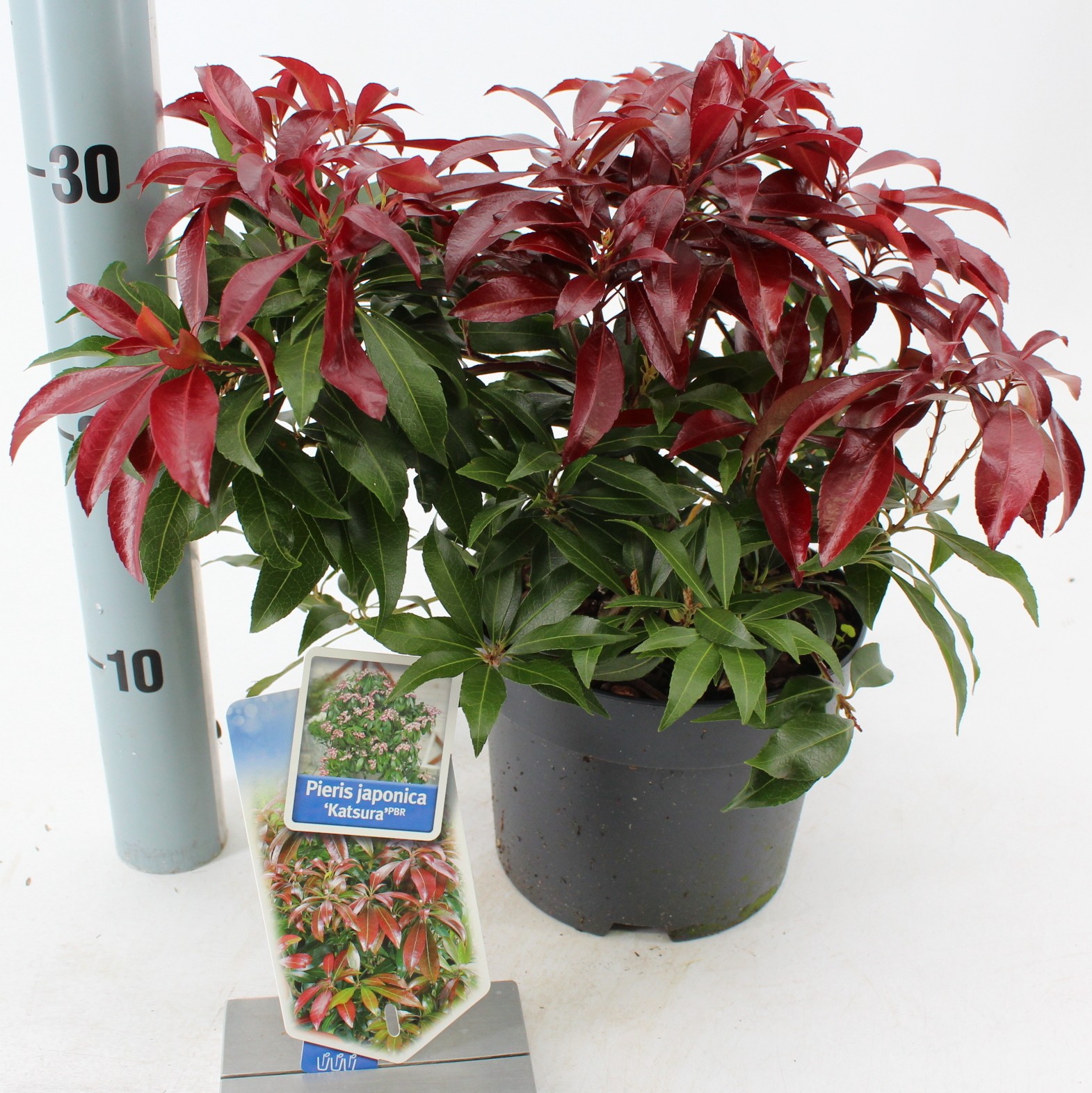 Picture of Pieris jap. ‘Katsura’ PBR