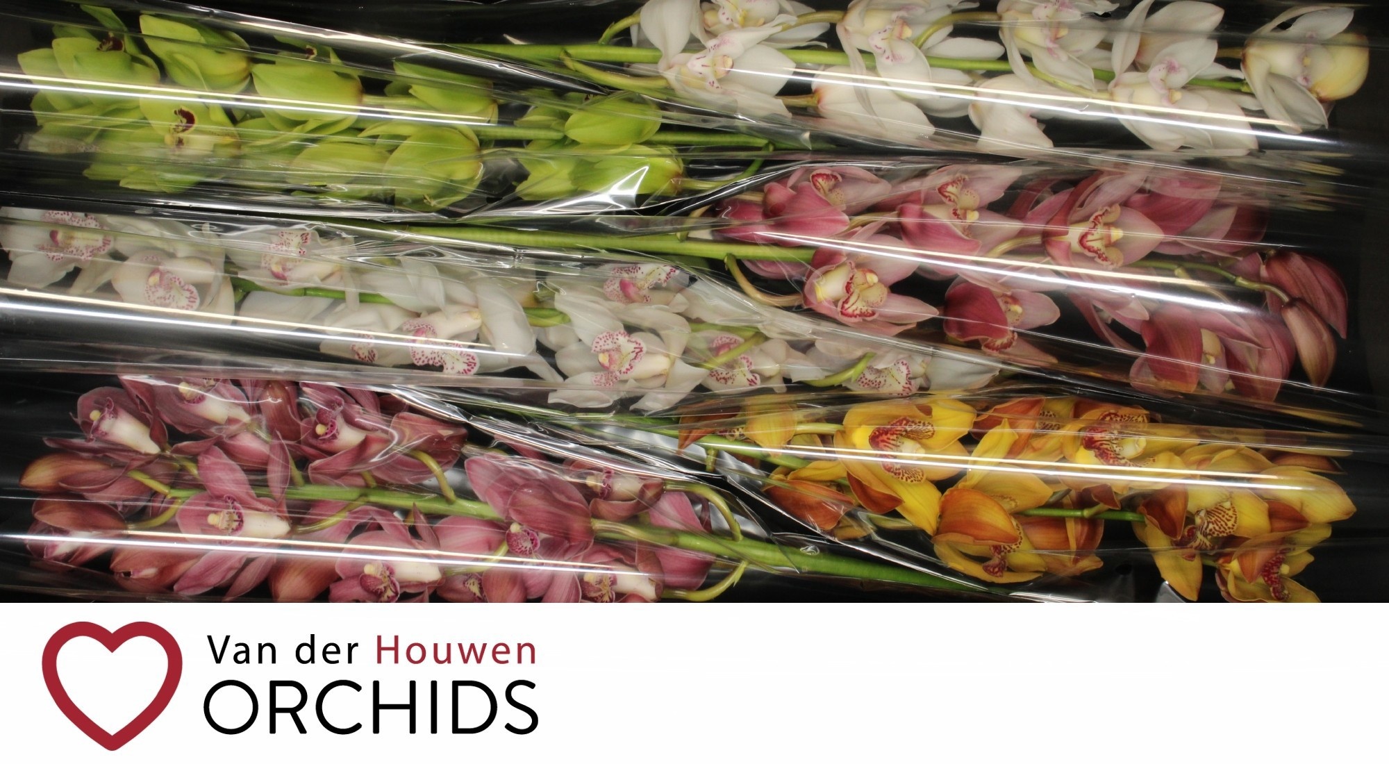 Cymbidium Asst 13bl