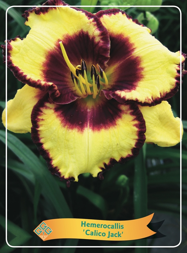 Picture of Hemerocallis Mix 6x10 srt. per shelve P11