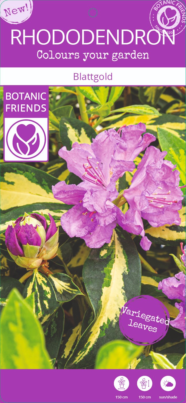 Rhododendron Blattgold | Hamiplant