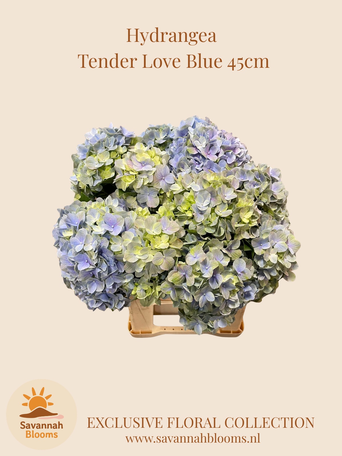 Hydr M Mag T Love Bl 45L.cm 23bloei